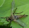 Eutolmus rufibarbis